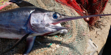 El misterio de los tiburones que aparecen ‘apuñalados’ por peces espada