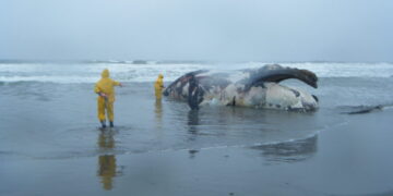 Las ballenas francas de Perú y Chile son únicas y solo quedan 50 en el mundo