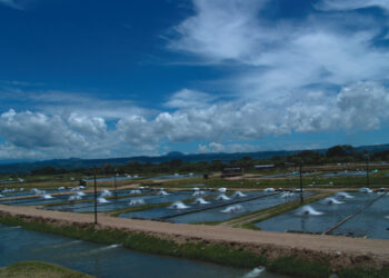 La acuicultura, principal fuente de proteínas animales del mundo