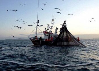 Ministerio de la Producción: Desde hoy rige veda de merluza