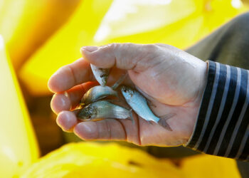 Laboratorio de la Estación Pesquera Ahuashiyacu producirá 6 millones de alevines de tilapia al año