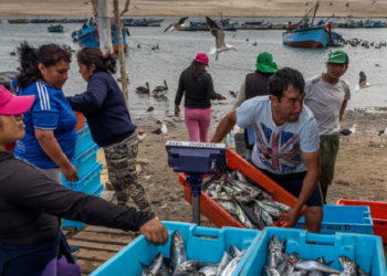 Plantean agenda para mejorar gestión pesquera y conservación del mar peruano