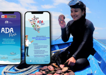 ITP red CITE lanza plan de negocios de concha de abanico y primer aplicativo móvil para el desarrollo de la acuicultura