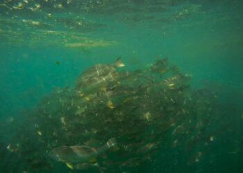 Moquegua: la provincia de Ilo es pionera en el cultivo de la corvina en el Perú