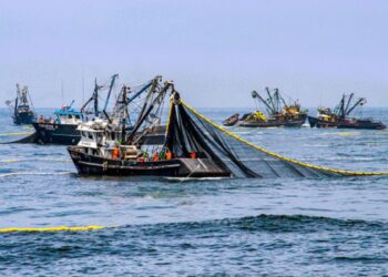 Exportaciones pesqueras tradicionales crecen 173.3% en primer semestre 2021