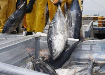 El factor tributario que amenaza a la industria atunera con su desaparición