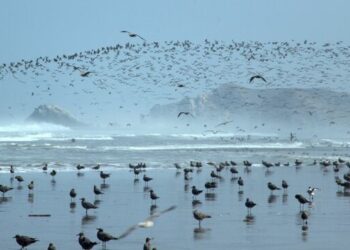 Instalan grupo de trabajo para optimizar gestión ambiental en áreas marino costeras