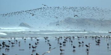 Instalan grupo de trabajo para optimizar gestión ambiental en áreas marino costeras