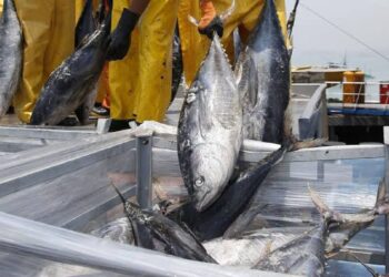 Ministerio de la Producción: pesca de atún genera empleo y mayor ingreso de divisas