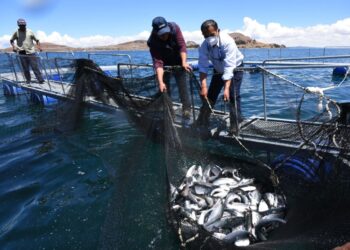 Sanipes otorga habilitación sanitaria a 85 centros de producción de trucha en Puno