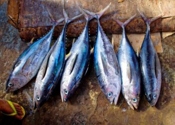 Embarcaciones extranjeras dejan de pagar más de US$ 50 millones por nuestro atún