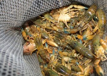 Arequipa: Imarpe realizó monitoreo anual de camarón en el río Tambo