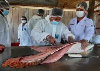 Loreto: Comunidad nativa de Yanayacu elabora chorizos y hamburguesas de paiche