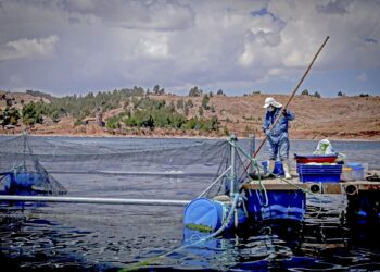 Puno: Sanipes impulsa formalización de los truchicultores