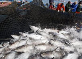 Comisión Interamericana del Atún Tropical define reglas para su conservación y aprovechamiento sostenible