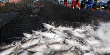 Comisión Interamericana del Atún Tropical define reglas para su conservación y aprovechamiento sostenible