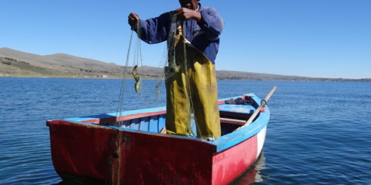 Puno: recursos pesqueros nativos del lago Titicaca se están agotando, advierte la ALT