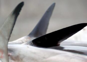 Especialistas analizan la pesca ilegal en el Pacífico suroeste y en las Galápagos