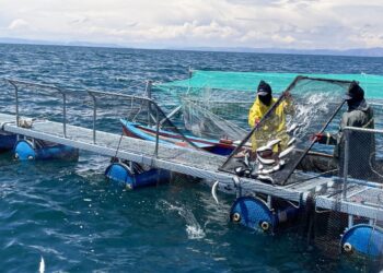 Puno: Sanipes otorgó habilitación sanitaria a 40 centros acuícolas productores de truchas