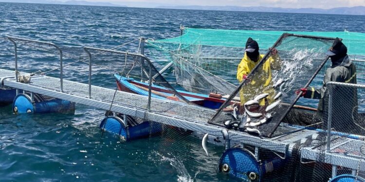 Puno: Sanipes otorgó habilitación sanitaria a 40 centros acuícolas productores de truchas
