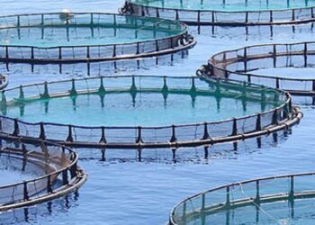 Perú crece de 10 mil TM a 150 mil TM en producción acuícola: lo mejor es que hay mucho mucho camino por recorrer