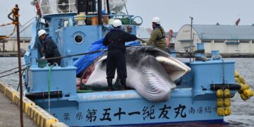 Estudio revela que la humanidad ha alterado una ley natural de la vida en el océano