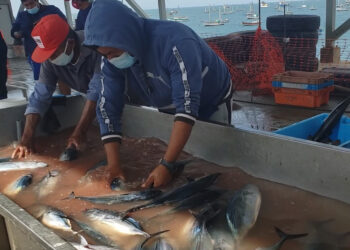 Piura: La pesca de arrastre amenaza a las especies marinas y provoca un gran daño ambiental