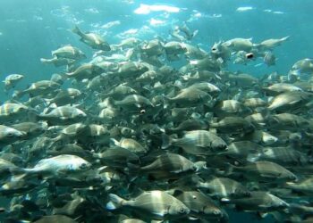 Piura: Sechura se alista para ser la primera provincia exportadora de chita