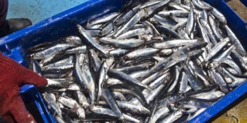 La Niña y la pesca de anchoveta