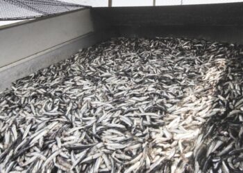 Produce evalúa comenzar en los próximos días la segunda temporada de pesca de anchoveta 2021