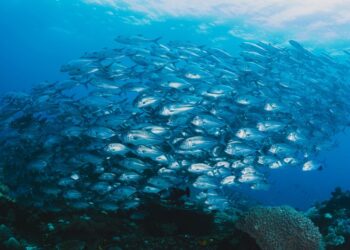 Acciones y resultados concretos