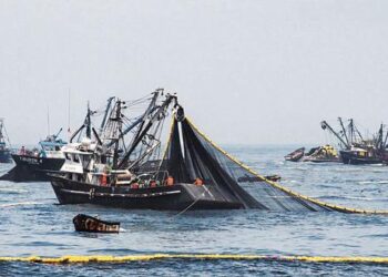 Segunda temporada de pesca empezó con buen pie, pero se enfrenta a factores adversos