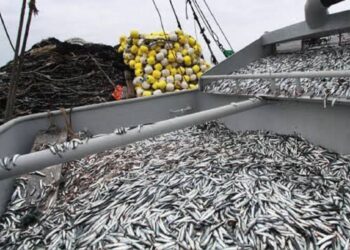 Produce: este 22 de noviembre se inicia la segunda temporada de pesca de anchoveta