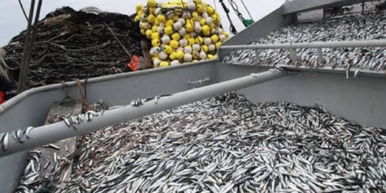 Produce: este 22 de noviembre se inicia la segunda temporada de pesca de anchoveta