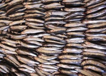 La campaña Juvena sitúa en 208 mil toneladas la población de juveniles de anchoa este 2021