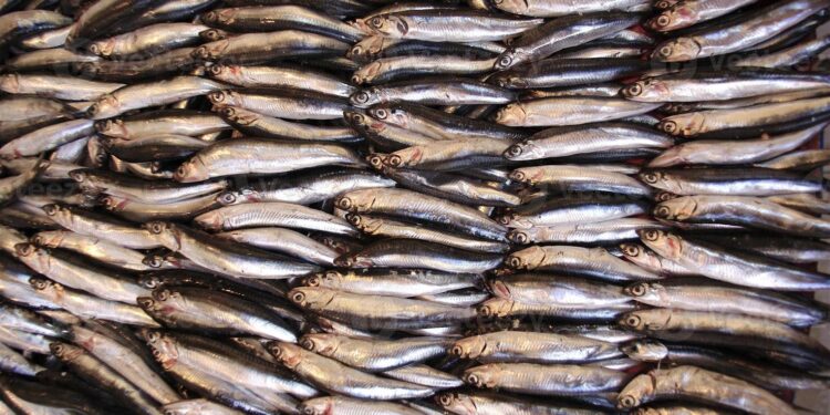 La campaña Juvena sitúa en 208 mil toneladas la población de juveniles de anchoa este 2021
