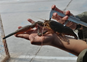 Arequipa: Imarpe realiza monitoreo anual de camarón en el río Ocoña