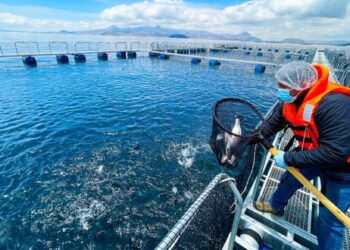 Piura se mantiene como el principal productor acuícola del Perú