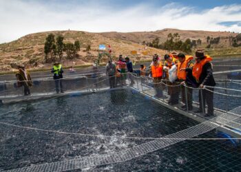 Puno: implementan módulos demostrativos de jaulas flotantes para crianza de truchas