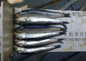 La cuestión de los juveniles