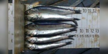 La cuestión de los juveniles