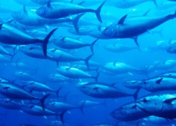 Sentados en un banco de oro azul