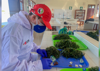 Piura: Imarpe realizó monitoreo biológico poblacional de concha de abanico en la Bahía de Sechura