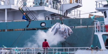 InnovaTUNA busca iniciativas para combatir la pesca ilegal