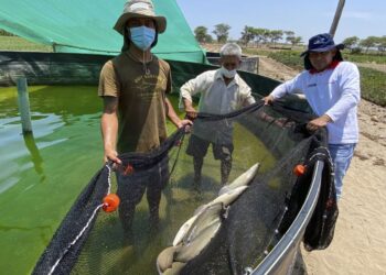 Paiche: producen una primera tonelada de esa especie en piscigranjas de Lambayeque
