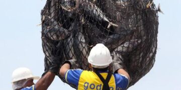 Produce restablece los beneficios de la ley de especies altamente migratorias