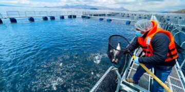 Produce otorga subvenciones por más de S/ 3 millones a proyectos de innovación de pesca y acuicultura