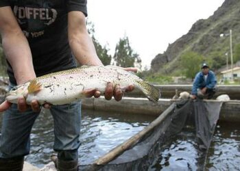 Gobierno emite beneficio tributario para la industria del atún, pero sería insuficiente