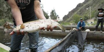 Gobierno emite beneficio tributario para la industria del atún, pero sería insuficiente
