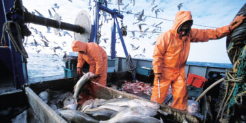 Clima juega a favor y se logra captura de 46% de cuota de pesca en 16 días de la segunda temporada